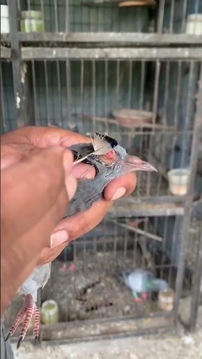 Treatment of pox infected pigeon chick. #bird #birds #racingpegion #kalapati #pets #pigeon #animals