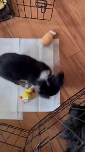 1.6K views · 88 reactions | Jane Brittany Spaniel Mix 11 Weeks 11...