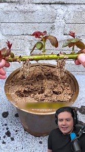 1.8M views · 28K reactions | reproduce plantas muy facil con estos trucos #reelsfypシ #reelsfacebook #jardin | Fernan Warrior Z | Facebook