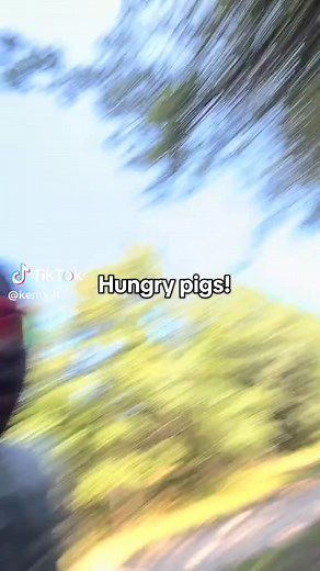 Berkshire Hogs.... #thewrightfarmofsc #farmlife #berkshires | The Wright Farm of SC