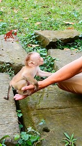 43K views · 806 reactions | Unbelievable BB LEO is friendly like this, Baby Leo climb on hand so well, Monkey Camp 14.731K | MonkeyCamp | Facebook