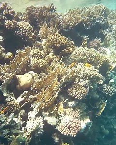 Ras Muhammad Sharm el sheikh  | First class travel | Facebook