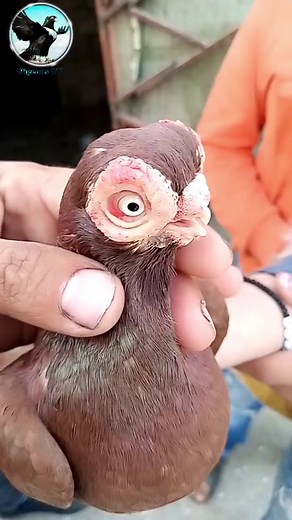 Polish Barb Pigeons #barbpigeons #barb #polish #Budapest #Budapestpigeons #shortface short face pigeons #pigeonstv