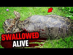 Woman SWALLOWED By GIANT PYTHON While She Was Still ALIVE!