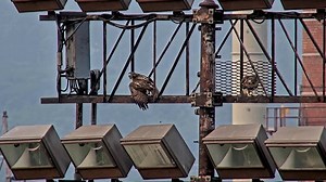 At more than two weeks since fledging, the Red-tailed Hawk fledglings are still sticking close to their nest site as they explore Cornell's main campus. On a nearby light tower, one of the youngsters receives a prey drop from an adult, shields its meal from an competing sibling, and begins feeding. Later on, the sibling loses its balance while tracking something above the tower, but the bird is quick to recover mid flight! See what the hawks are up to LIVE at AllAboutBirds.org/CornellHawks | Bir