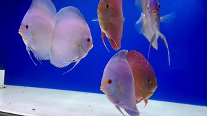 These 5-5.5” discus have grown like crazy! Reflection deep and panthera showing off. Goldenstatediscus.com Or Text/call Lynda 916-257-5334 #discusfishofinstagram #discusaquarium #discusfish #discusfishtank #goldenstatediscus #aqualifeaquarium #discusforsale #fishkeepinghobby #discusaddict #cichlid #discusworld #discusfishes #discushobby #discusmania #discushobbyist #fishtank | Golden State Discus