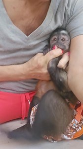 Take 2 Sammie coloring #MonkeyColoring #TrainingMonkey #Capuchin #fypシ #MonkeyLife #MonkeyLove | Monkey Tales