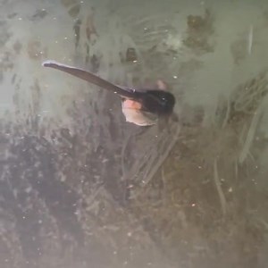 Local client Orlando sent me this video of his 500 gallon discus tank which houses a paddle fish. The paddle fish gets his own piece of beef heart which obviously he hogs. | Jack Wattley Discus