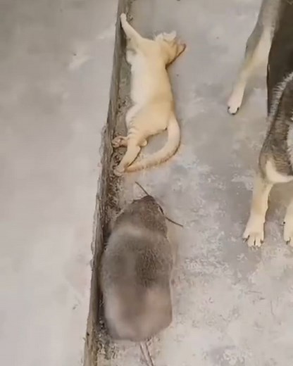 Cat Lovers Club on Instagram: " from @火锅乱炖狼  ~ double tap ❤❤ #catloversclub"