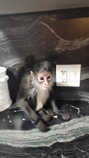 Julia el tucán disfruta de deliciosos froot loops en Houston