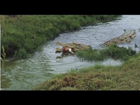 Crocodile Attacks Girl