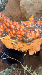 675K views · 1.5K reactions | #bee #nature #bees #honey #macro #savethebees #flowers #beekeeping #naturephotography #beekeeper #honeybee #beesofinstagram #insects #photography #insect #flower #beehive #honeybees #biene #macrophotography #love #bumblebee #bienen #pollen #garden #honeycomb #art #pollinators #naturelovers #beekeepers | 10M | Facebook