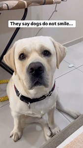 And we furbabies do know how to smile ✨🧿 #joeythepawsome #happydogs #doggos #smilingdog #happydog #dogsofinstgram #doglove #dogloversofinstagram #cutedog #cutedogsofinstagram #labrador #cuteanimals | Joey The Pawsome