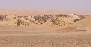 of a springbok with horns running along a sand dune in Namib desert in Namibia