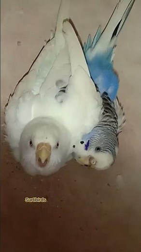 budgies breeding progress #birds #budgies #budgielove #breedingpair #birdbreeding #budgiesbreeding