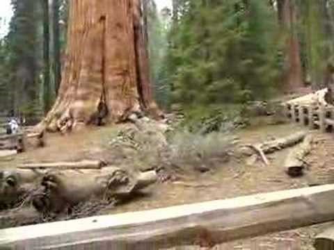 the biggest tree on the planet