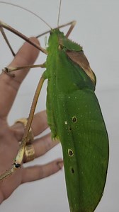 10K views · 181 reactions | Giants | Maxs Exotic Pet Garden | Facebook