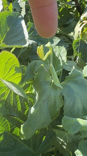 Sexy lady :) - Praying Mantis - They mate… then sometimes eat their mate. I imagine the male thinking “Hey, I have a great idea. What… that was not a good idea” #organic #permaculture | Garret Baquet