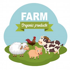 Pigs in the farm scene. Concept for animal farm and organic meat...