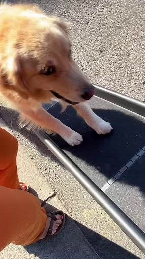 8K views · 258 reactions | Be careful giving antlers to dogs! #DogTeeth #DogHealth | Adria and Oatmeal | Facebook