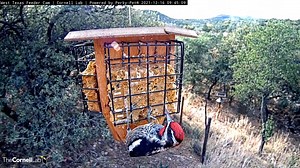 4.1K views · 607 reactions | Add another species to the list of birds...