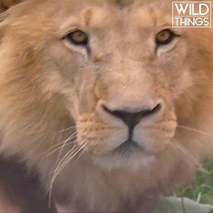 10K views · 131 reactions | Although the keepers have gained the animal's trust, there are safety measures that still need to be put in place! | Real Wild | Facebook