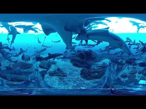[360VR] Shark scramble! -Diving in ITO, JAPAN-