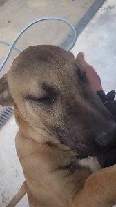23K views · 722 reactions | Les câlins de Nathalie, j'adore !!!! HELIOS ☺️ ❤ A L'ADOPTION : HELIOS (frère d'Alpha) , croisé malinois qui est né le 31 Juillet 2025 est un chien très sociable dont l'éducation est à poursuivre. Il sera à l'age adulte de grande taille. Pour tout renseignement, vous présenter au refuge à partir de lundi en début d'après midi (ouvert à partir de 14h). HELIOS est identifié, vacciné, testé leishmaniose négatif. | Refuge Jean Duflos | Facebook