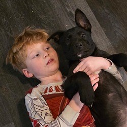 Dover, ME - Great Dane/Labrador Retriever. Meet MAX a Pet for Adoption - AdoptaPet.com