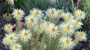 Garden Fantasia on Reels