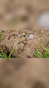 Join us as Mike uncovers his first hammered coin – a stunning 14th-century medieval penny! We celebrate this exciting moment and dive into the history behind such incredible finds. Don’t miss this thrilling treasure hunting adventure! #MedievalCoins #TreasureHunting #MetalDetecting | Unearthed uk