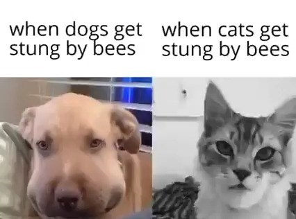 Beza anjing dan kucing bila disengat lebah. Pergh hensem terus kucing, anjing pula dah macam apa tah 🤣🤣🤣😅😅 | Selamatkan Kucing Malaysia