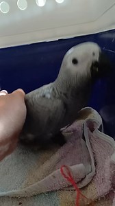 Daisy is fighting this infection, trying so hard!! We just need to get her eating. She has had a tiny amount of banana and 1 almond. She took all her Medicine this morning so fingers crossed she'll keep improving. Watching her closely!!!! | Six Grey Parrots