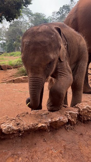 Mekha - Among the three baby elephants, Mekha is the most advanced in self feeding. This week he shows that he had enough skill to pick up the feed, check the dust off, self feed into his mouth while the two girls, Taryn and Kanya still depends on staff hand feed. | Patara Elephant Conservation