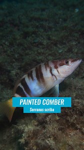 Down in the rocky reefs of the Mediterranean lives the painted comber (Serranus scriba). One of four Serranus species found here (out of at least 31 worldwide), sharing the water with S. cabrilla, S. hepatus, and S. papilionaceus. Those bold stripes? Camouflage. A patient ambush predato. Spring comes, and they spawn under rocks. But here’s the truly wild part, these fish are simultaneous hermaphrodites. Not one sex that switches later. Not taking turns season by season. They carry functional ova