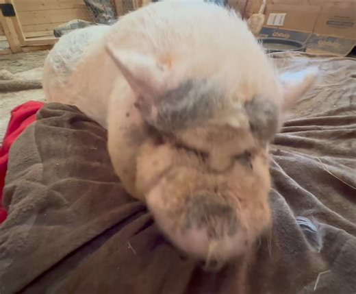 Sunday PNN (piggy night night) with Hamilton. 🤗💤🎶💕 Apologies to Simon & Garfunkel 🤪 but, look, Tucker stayed for the whole song tonight. I don’t think it is because I sound better, I think it is because he has just given up and lowered his standards. 😜 | Frog Song Farm Sanctuary