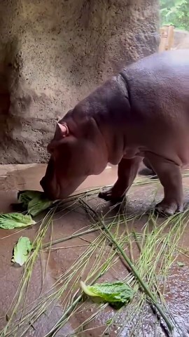 Hippos Enjoy a Snack Break Deep Inside Their Cave
