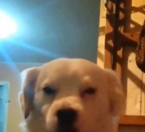 13K views · 541 reactions | Lou Bega - Mambo No. 5 (A Little Bit Of...) | El mismo video del perrito bailando diferentes canciones | Facebook