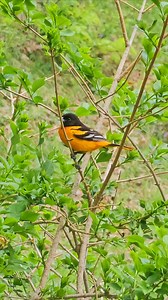 Wow, that's striking. A very deep flaming orange on the underparts. #Baltimore oriole | Tin Buhat
