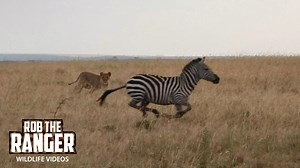 Lionesses Hunt Zebra, Monitor Nearby Buffalo
