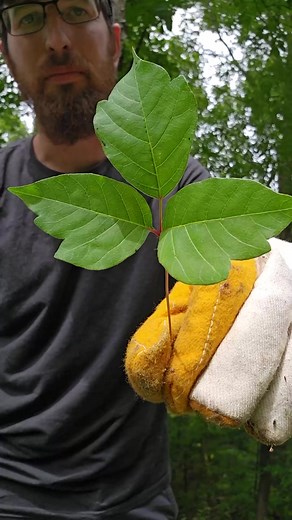 17K views · 621 reactions | Poison Ivy and a natural remedy called Jewelweed  #fyp #foryou #poisonivy #poisonivyremedy #foraging #outdoors #outdoorlife #jewelweed #selfreliance #woods #naturalmedicine | Bushcraft Life | Facebook