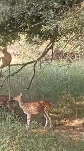 6K views · 169 reactions | Deer and Langur in Ranthambore #ranthamborenationalpark #ranthambore #deer #langur #monkey #langurs | Ranthambhore National Park | Facebook