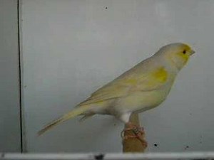 canaris isabelle pastel