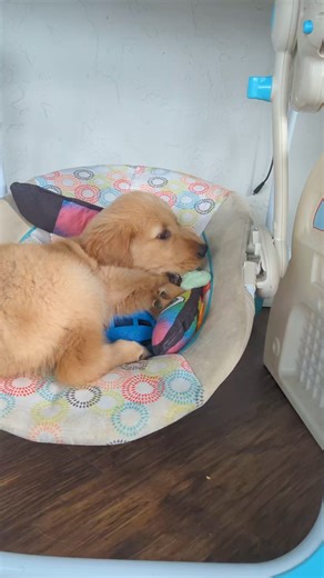 Maple is enjoying the swing and hoarding the toys 😂 | SW Retrievers