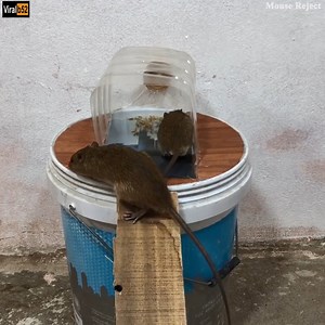 Mouse Trap/Easy Saving 10 Mice In 10 Minute With PVC Mouse Trap/How to make A Mouse Trap Homemade Credit: Mouse Reject - youtu. be/3nG0dtn3QTg | Silver Bee Group