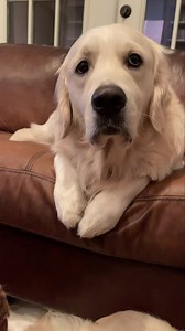 45K views · 10K reactions | I like pizza. But I love ❤️ Lisa.  Bubba | Along Came Polly, Rosie and Bubba | Facebook