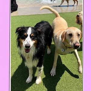 34 reactions | The Animal Den Pet Resort on Reels | Facebook