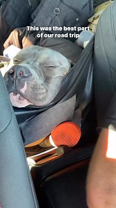 His shaky checks and croc 🥹😍😍#americanbully #funnydog #dogcontent #funnyvideos #petlover #dogoftheday ##dogmemes #spoileddog #funnydogs #cutedog #dogowner #funnypets #dogs #doghumor | Hippo American bully