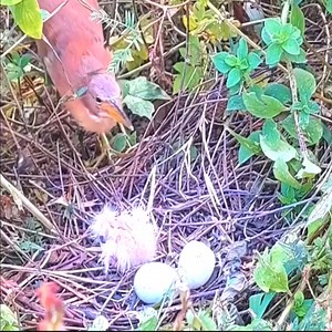 1K views · 35 reactions | The second the blekok rice field bird hatches its two eggs its young | Æmazing Birds | Facebook