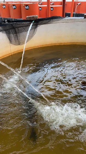 Big Giant Catol Fish Breeding Zone #reels | Extreme Fish World